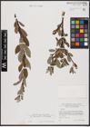 Foto von Salix aurita L. x Salix bicolor Ehrh. ex Willd.